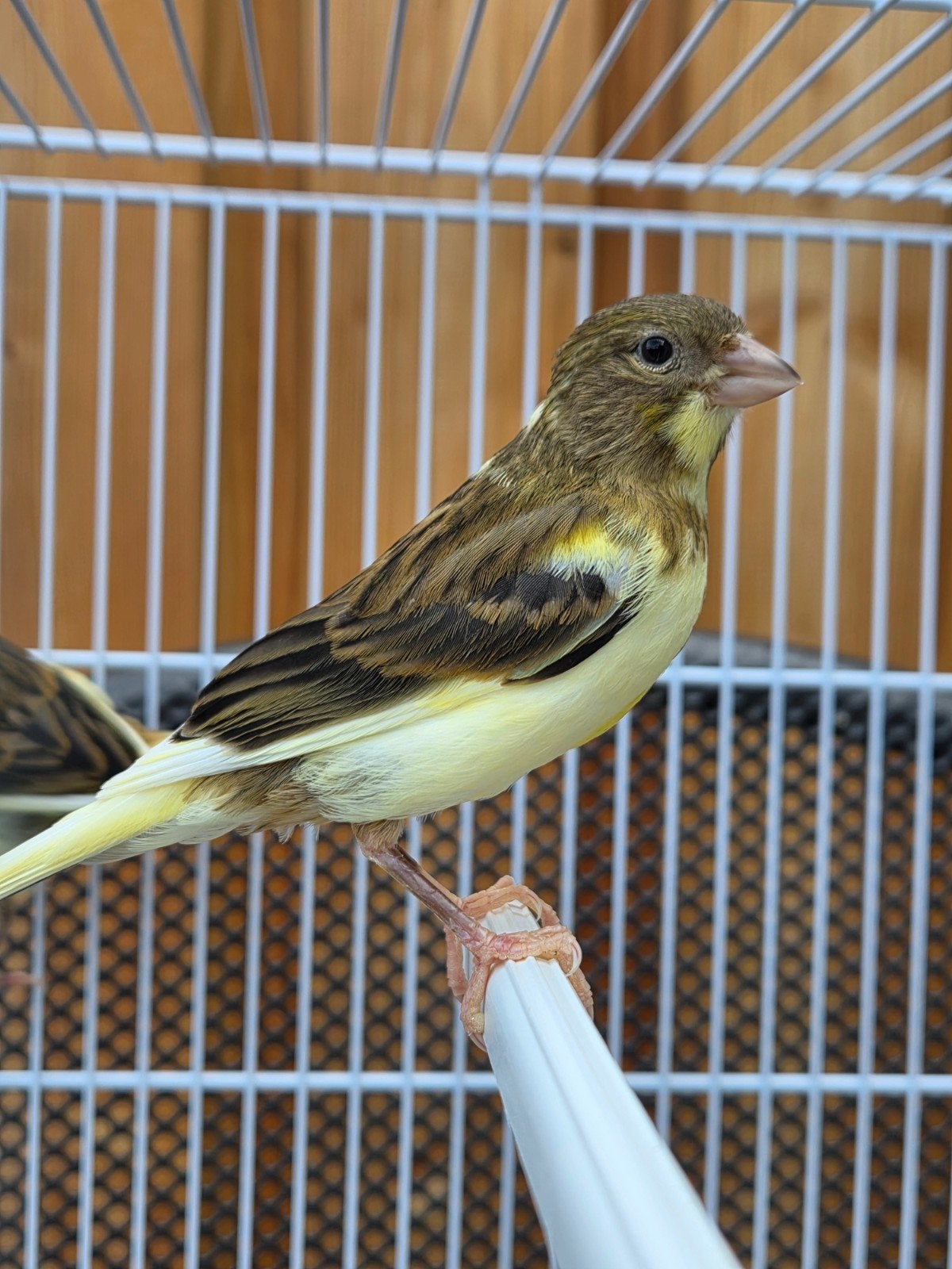 Bonte kanarie 3 stuks, Dieren en Toebehoren, Meerdere dieren, Kleurkanarie