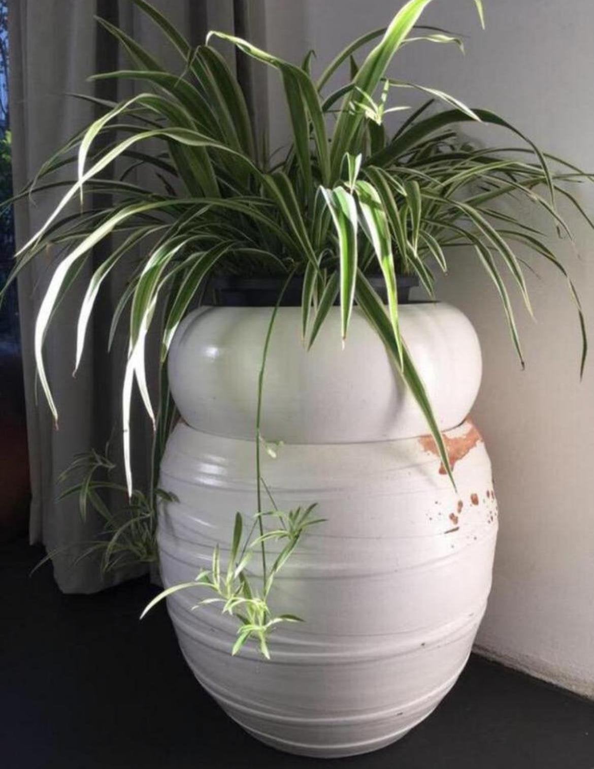 Witte terracotta bloempotten grote en een een bonsai samen, Ophalen, Gebruikt, 40 cm of meer, Rond