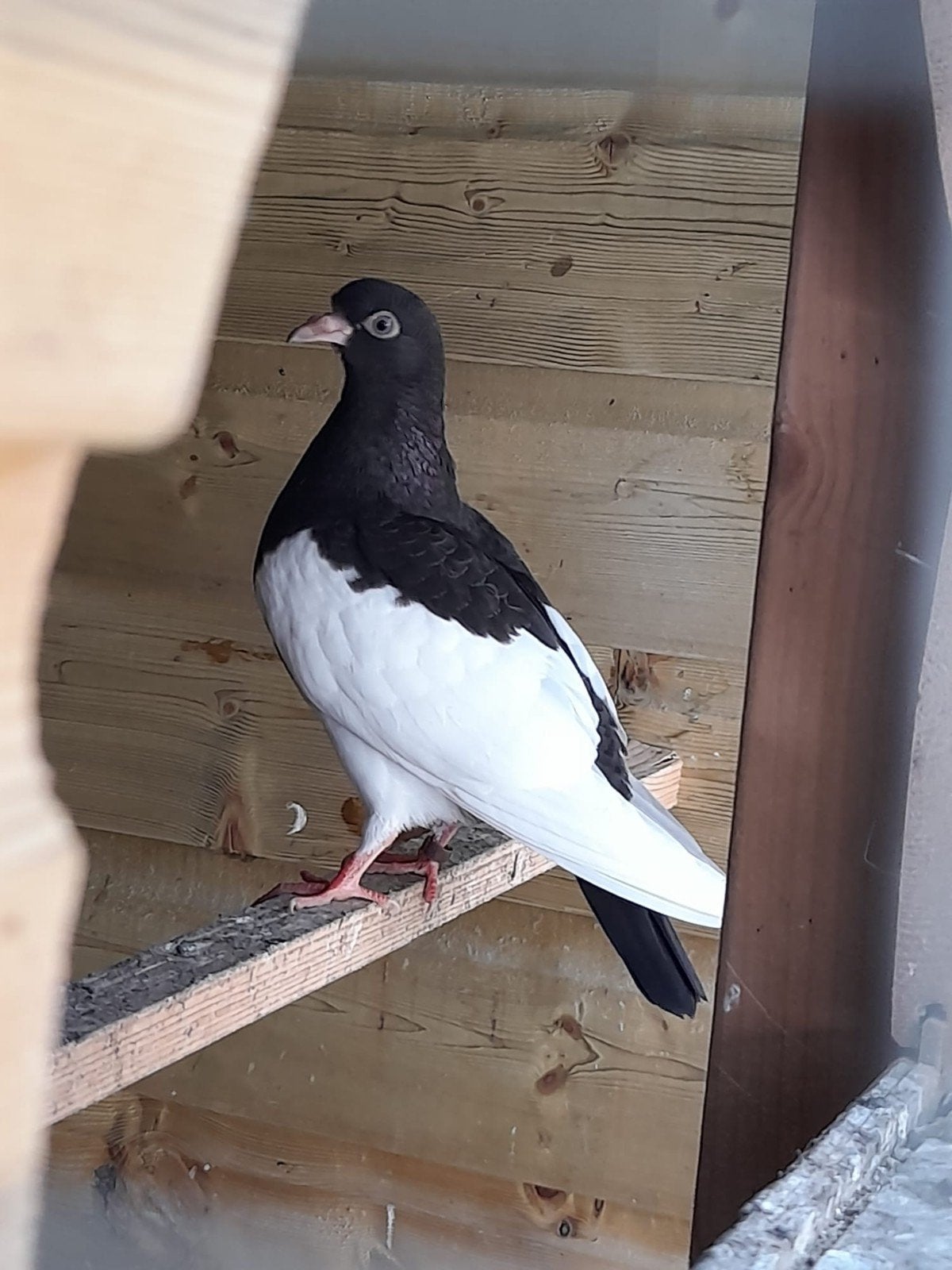 jonge exster duif, Geslacht onbekend, Overige soorten