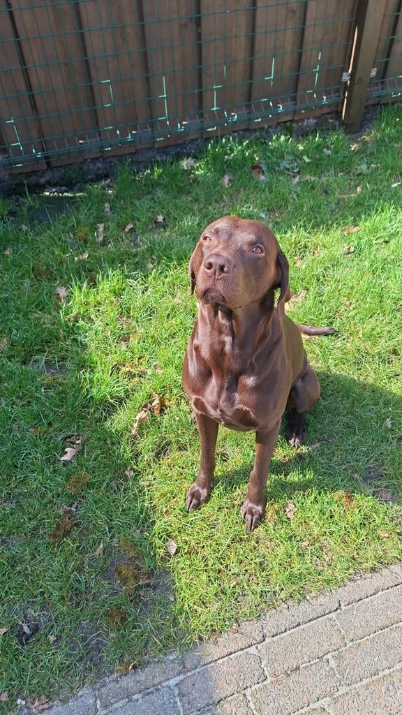 Visla teefje gezocht voor dekking met deze prachtige man., Dieren en Toebehoren, Reu, Eén hond, 3 tot 5 jaar, Nederland