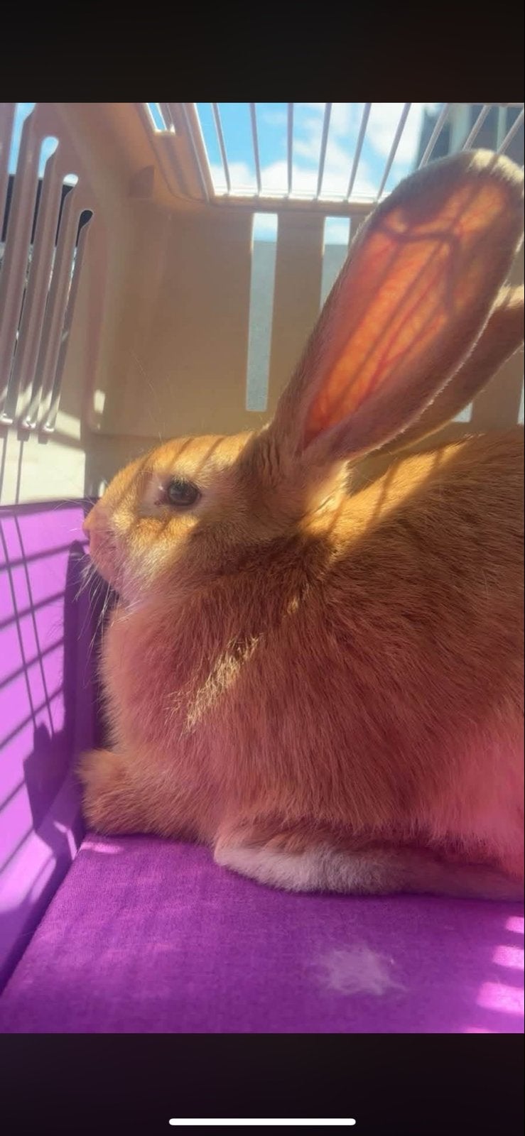Vlaamse reus zoekt een nieuw huisje bieden ❤️, Dieren en Toebehoren, Mannelijk, Tam, Maart, Cavia