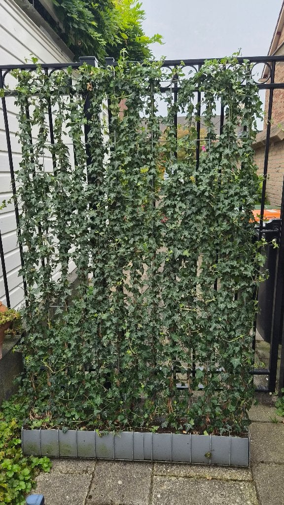 Haag Hedera 120 x 180 - 5 stuks  - 40,- per stuk, Ophalen, Overige soorten, Haag, 100 tot 250 cm