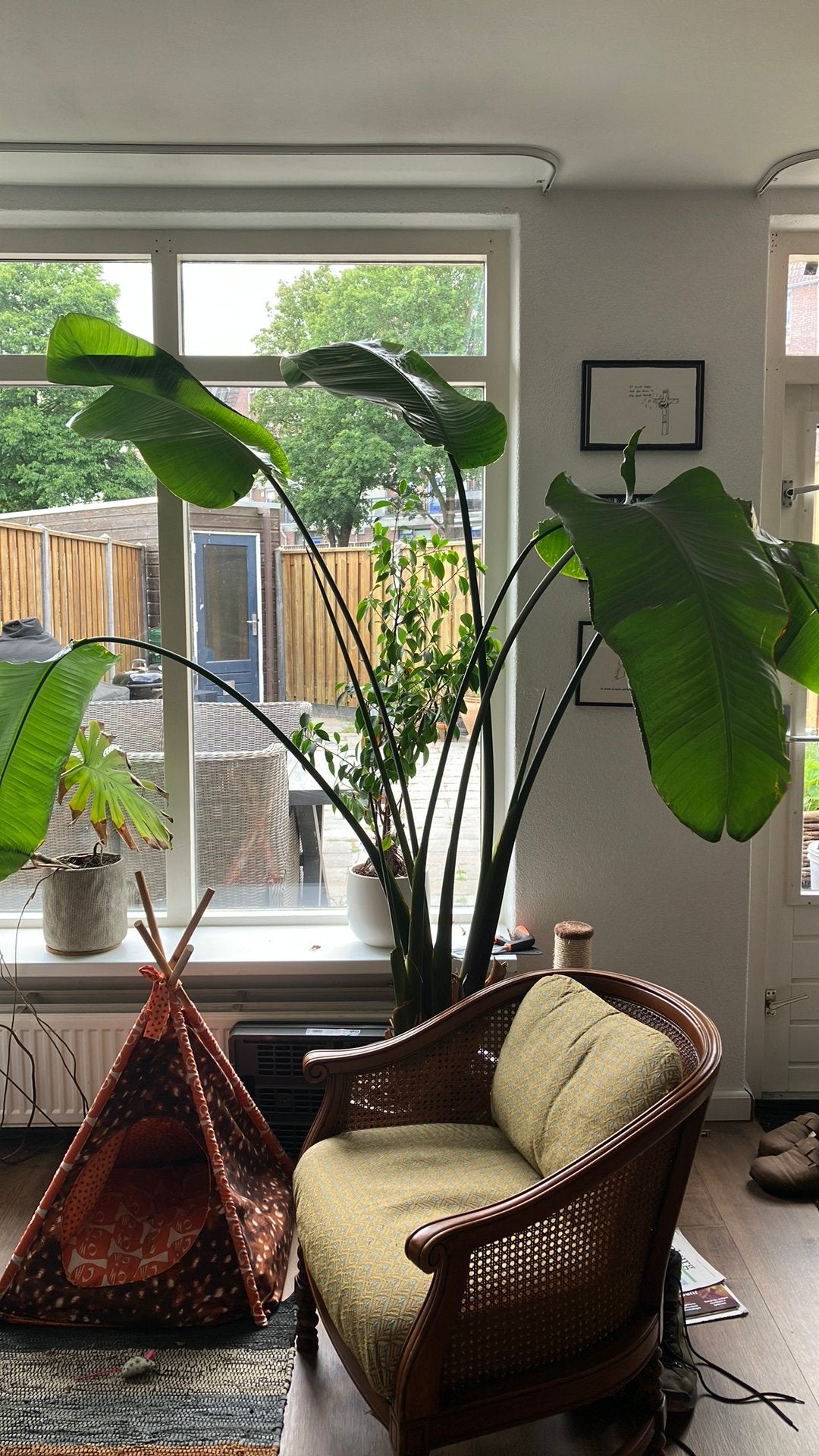 Strelitia nicolai plant inclusief pot, Huis en Inrichting, Kamerplanten, Ophalen, 100 tot 150 cm, Halfschaduw, In pot