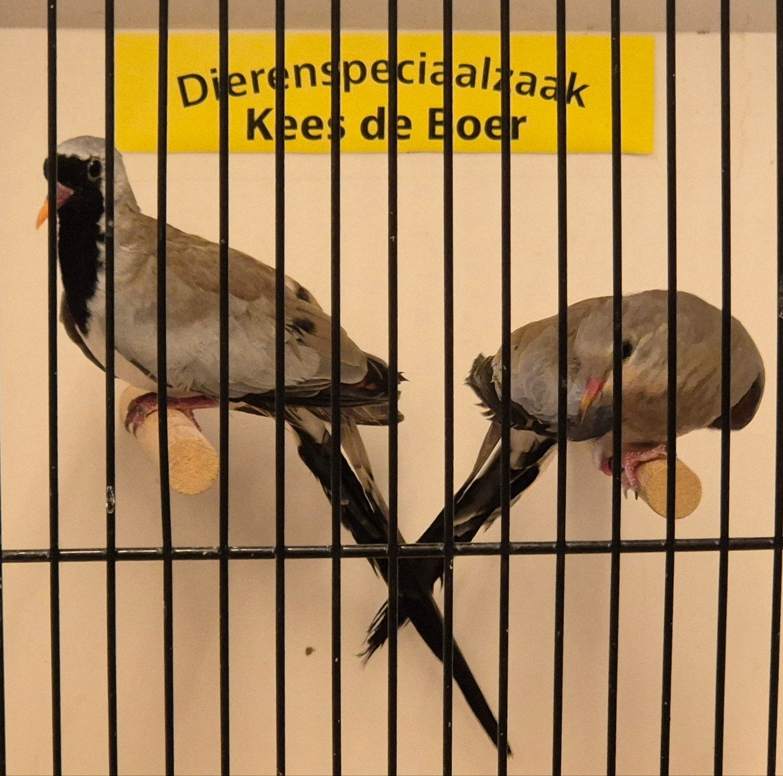 zwartmaskerduiven, Meerdere dieren, Geringd