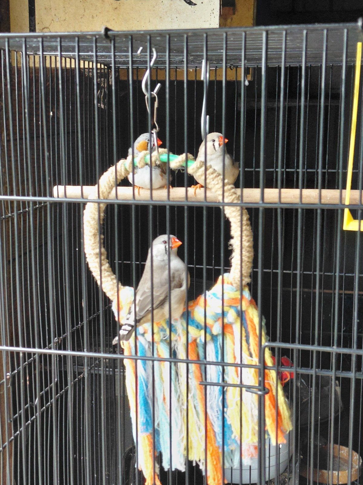 te koop zeer mooie jonge zebravinken, Dieren en Toebehoren, Vogels | Overige Vogels, Meerdere dieren