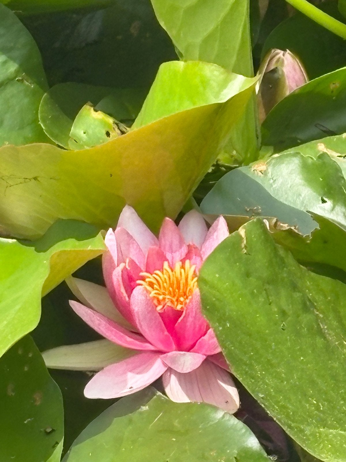 Massage Healing, Ontspanningsmassage