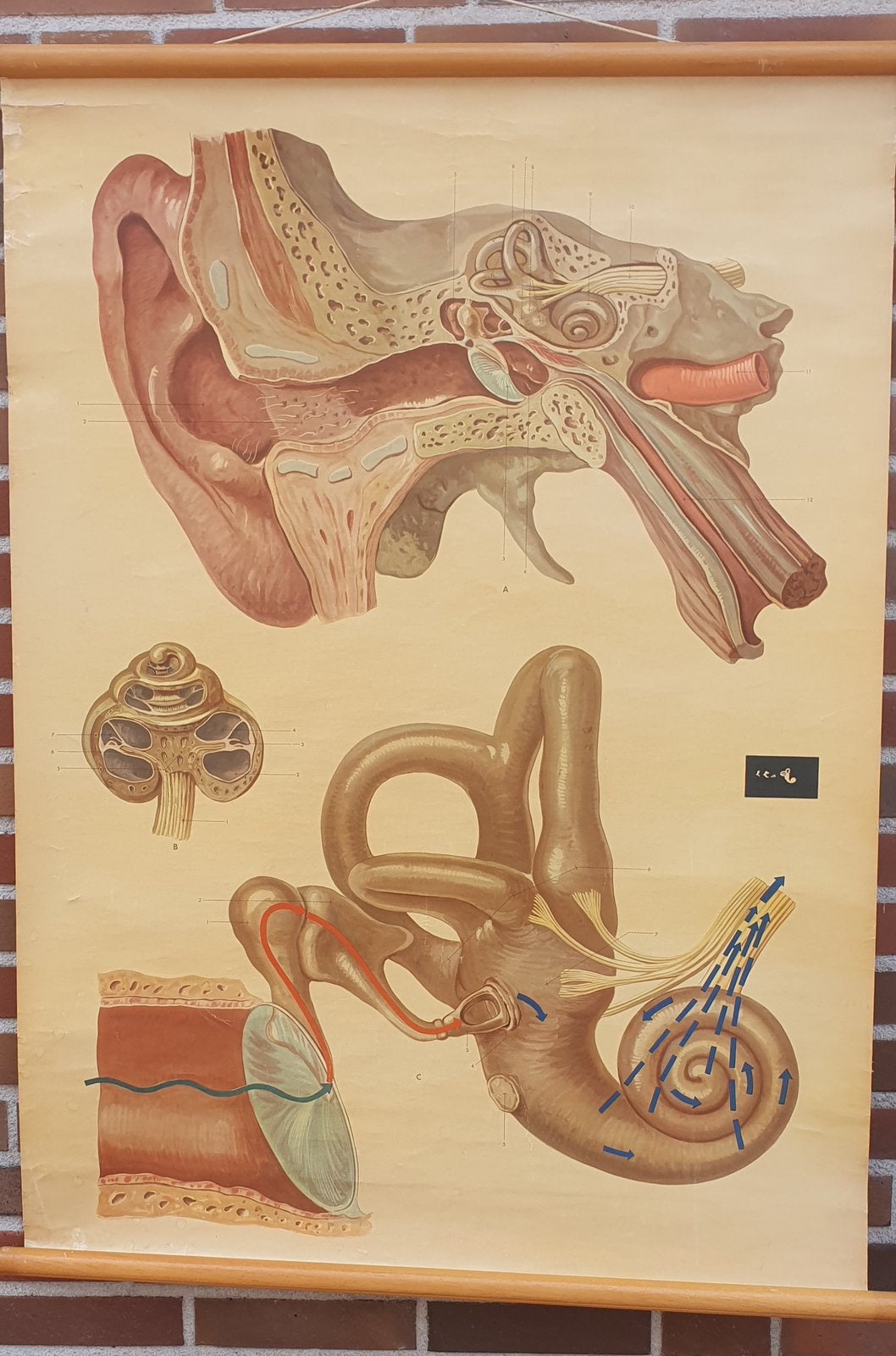Schoolplaat anatomie van het menselijk oor, Ophalen, Natuur en Biologie