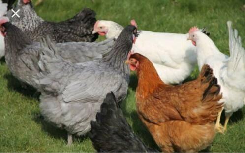 Australorp kippen., Dieren en Toebehoren, Pluimvee, Vrouwelijk, Kip