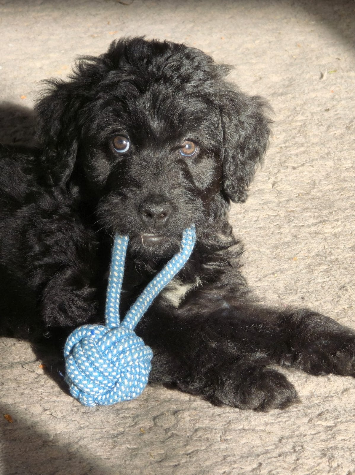 Bernedoodles, klaar om te verhuizen🩷🩷, Dieren en Toebehoren, Parvo, Overige rassen, 8 tot 15 weken, Meerdere
