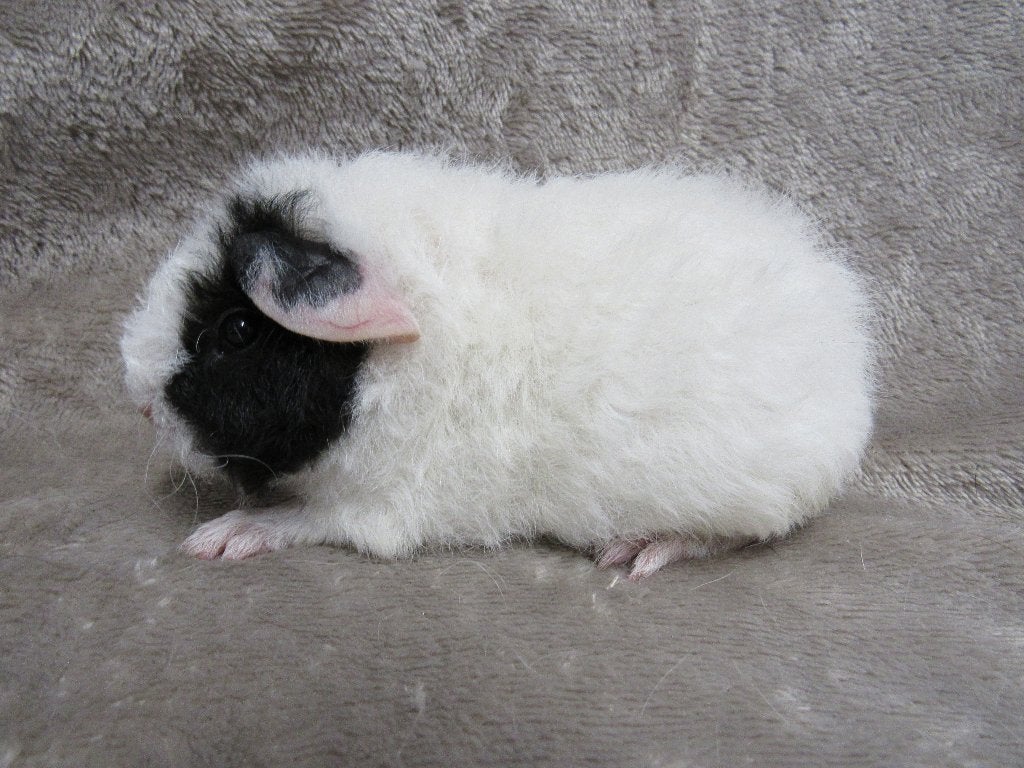 Enkele zeugen beschikbaar, Dieren en Toebehoren, Knaagdieren, Mei, Meerdere dieren, Cavia