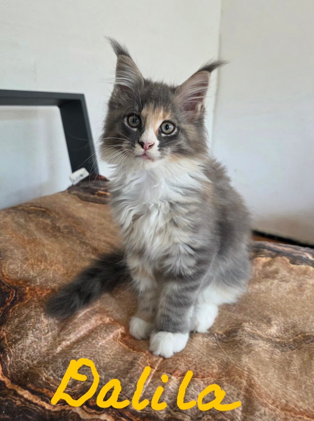 Prachtige Maine Coon kittens - onbevangen, grote pluimen, Poes, Met stamboom, 0 tot 2 jaar
