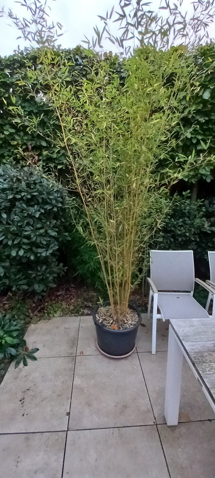 niet woekerende Fargesia bamboe 1 80cm hoog.+ Phyllostach3m, Tuin en Terras, Ophalen, Bamboe, 250 cm of meer