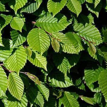 Groene haagbeuken, haagbeuk, carpinus betulus, beukenhaag, Tuin en Terras, Ophalen of Verzenden, Beukenhaag, Haag, 100 tot 250 cm