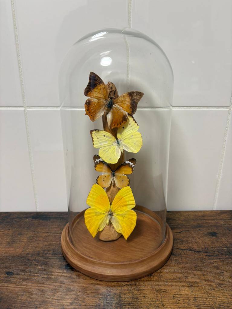 Geprepareerde vlinders in een glazen stolp, Verzamelen, Dierenverzamelingen, Ophalen of Verzenden, Insect, Opgezet dier