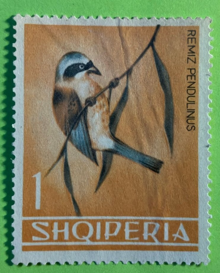 Vogel, Ophalen of Verzenden, Dier of Natuur