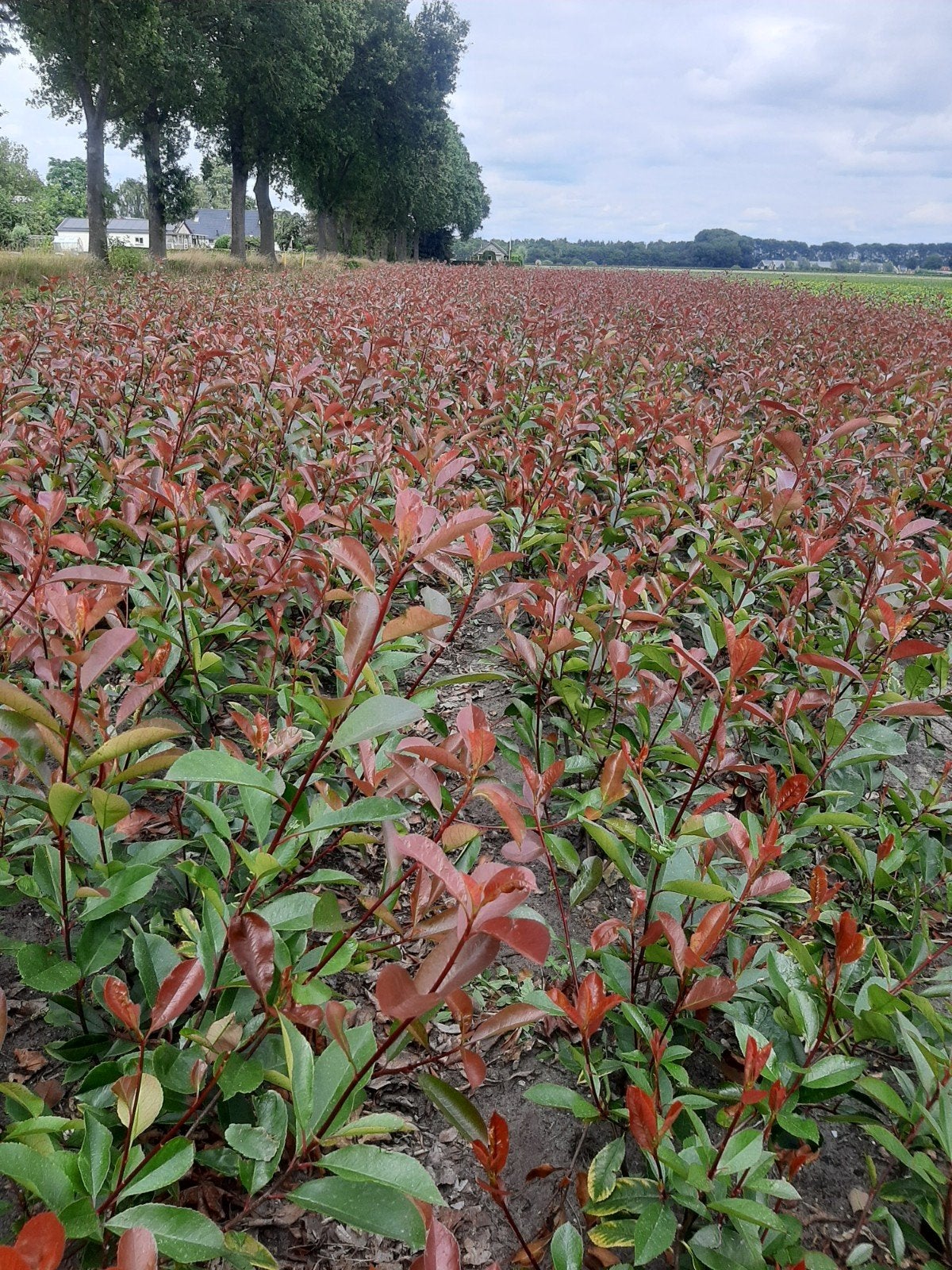Photinia Red Robin - Glansmispel voor haag of solitair €1,50, Tuin en Terras, Volle zon, Vaste plant, Lente, Ophalen