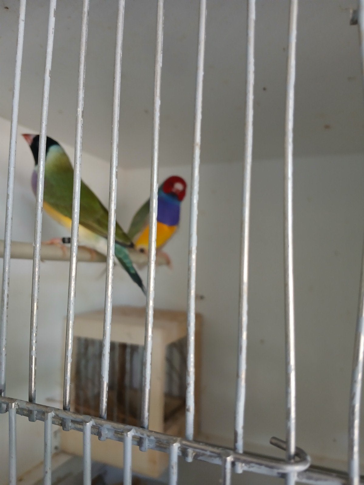 Koppel  wildkleur met Citroën kleur in man, Dieren en Toebehoren, Meerdere dieren, Geringd