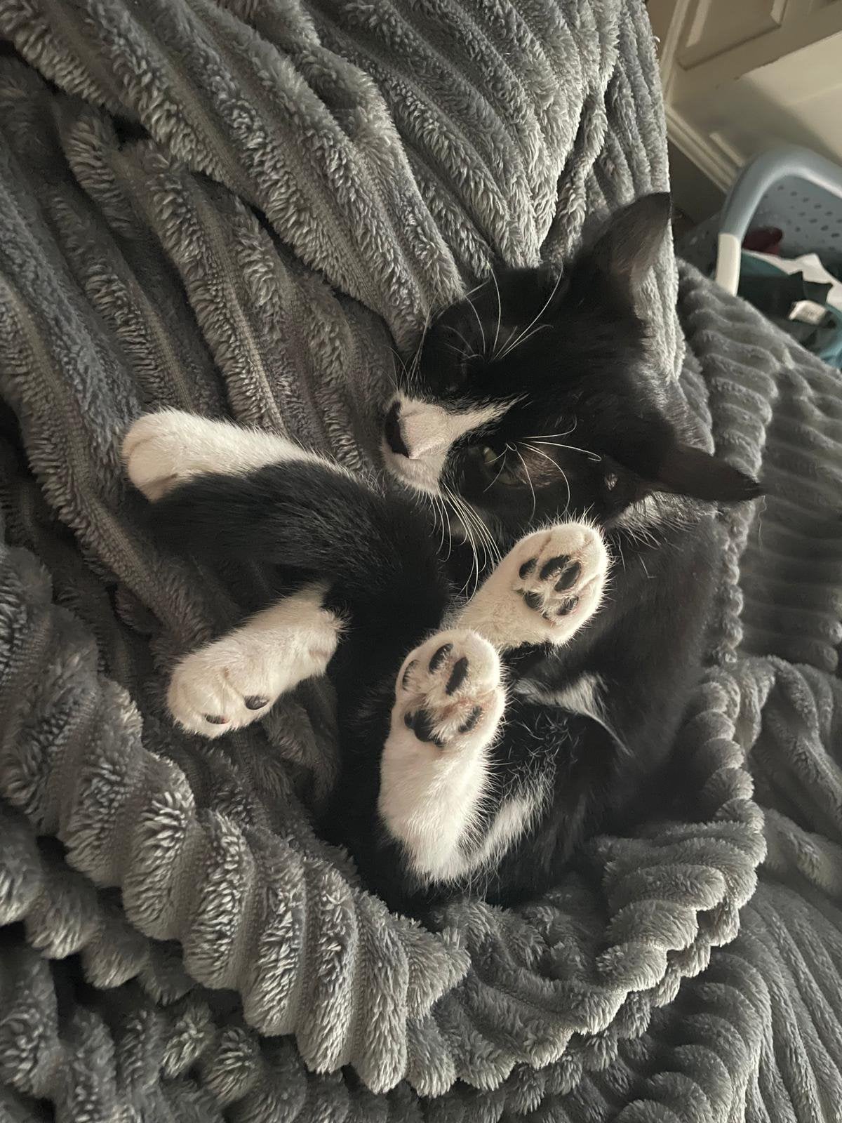 Ik ben Zoë en ik zoek een rustig huisje, Poes, Kortharig, 0 tot 2 jaar