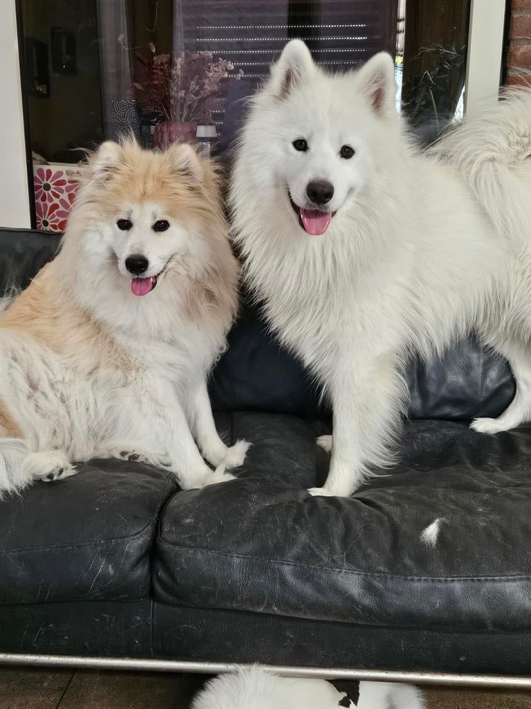 Pups 90 % samojeed, 8 tot 15 weken, Teef, Poolhond, Meerdere