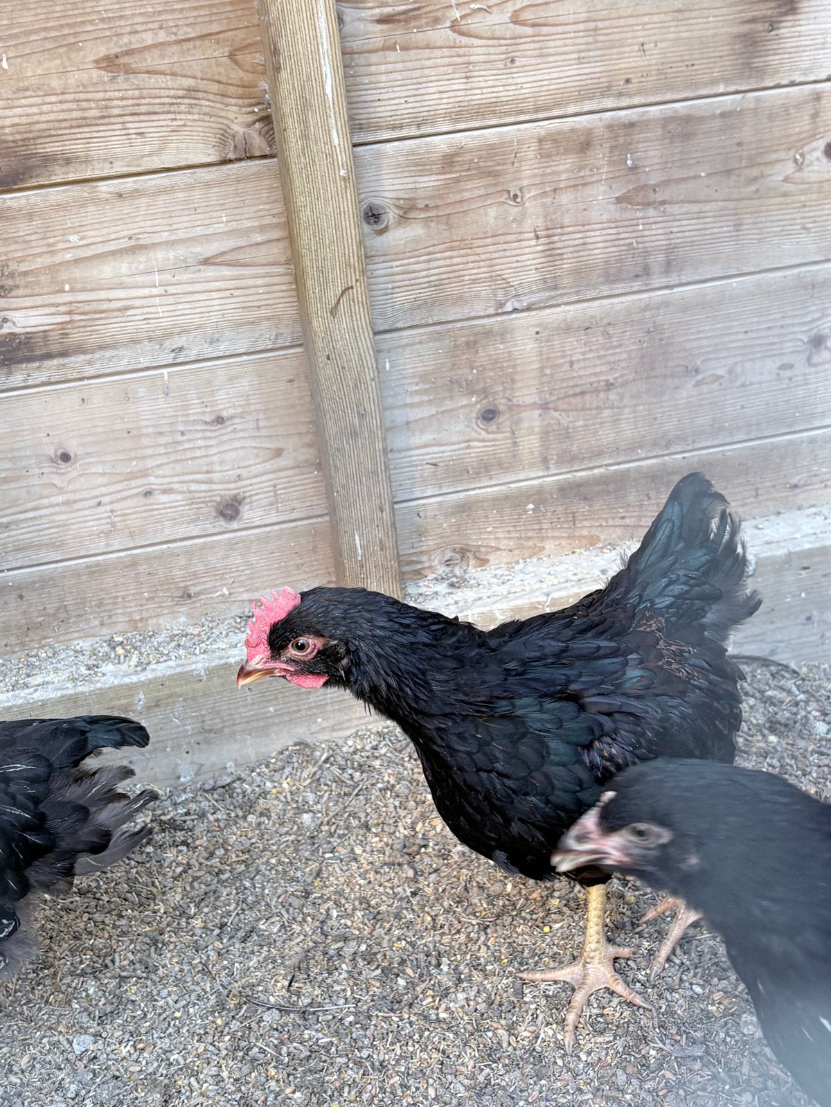 Barnevelder haan, bruin dubbelgezoomd., Dieren en Toebehoren, Pluimvee, Mannelijk, Kip