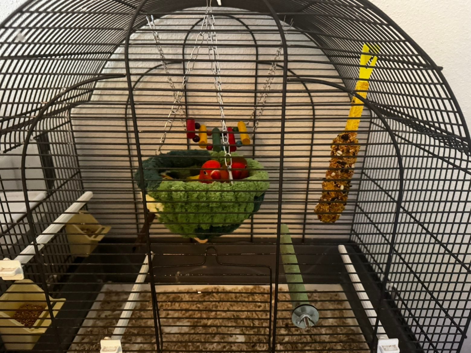 koppels agaporniden met kooi, Meerdere dieren, Tropenvogel, Geringd