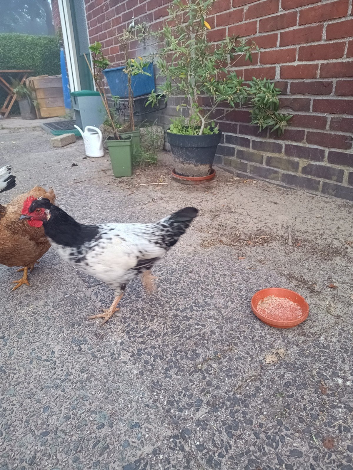 haantje, Dieren en Toebehoren, Pluimvee, Mannelijk, Kip