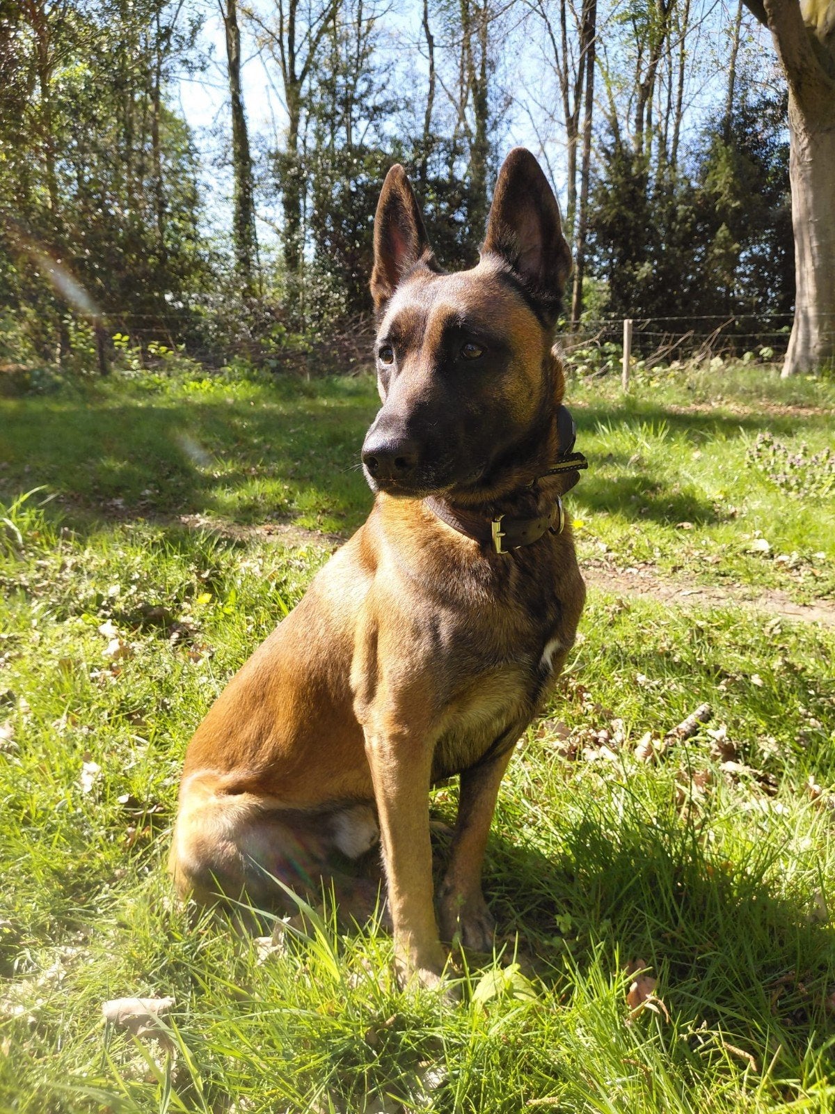 Enthousiaste Mechelse herder, Dieren en Toebehoren, Honden | Herdershonden en Veedrijvers, Reu, Herder, Particulier, Eén hond