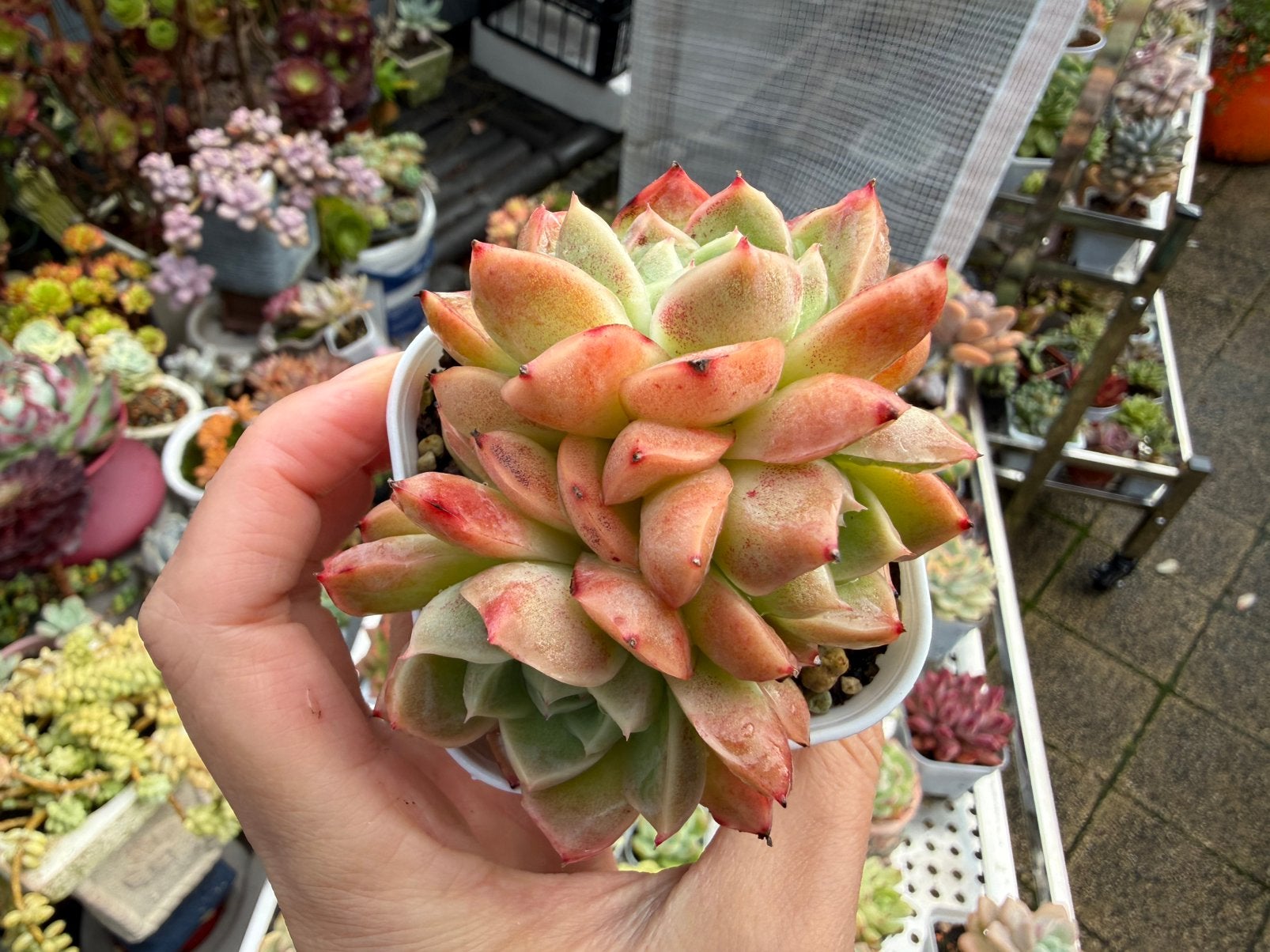 Echeveria ‘Red Apricot’/pot 6.5cm/vetplant/succulent, Ophalen of Verzenden, Halfschaduw, Minder dan 100 cm