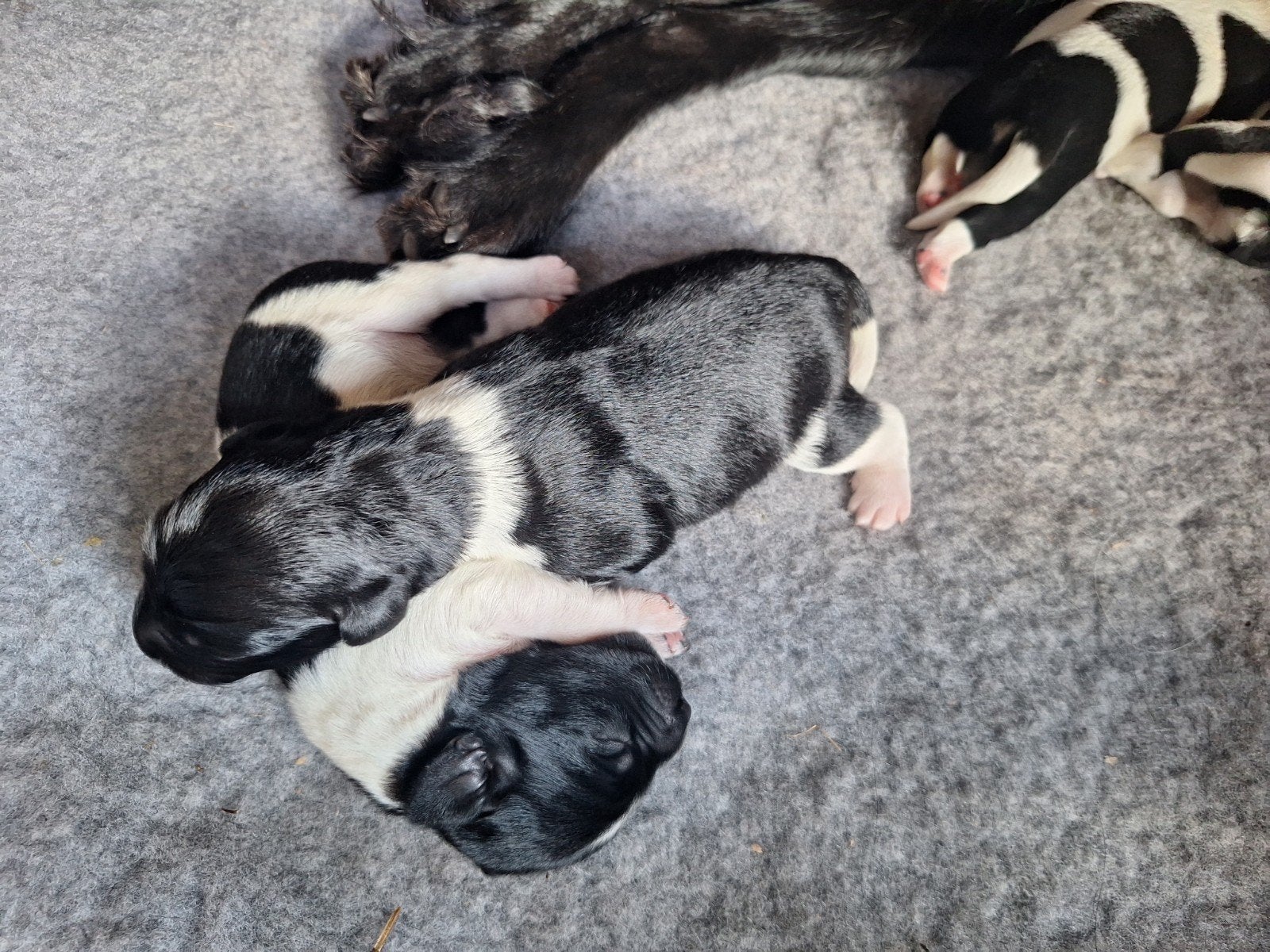 Mooie puppies, Dieren en Toebehoren, Honden | Niet-rashonden, Parvo, 8 tot 15 weken, Meerdere, Meerdere dieren