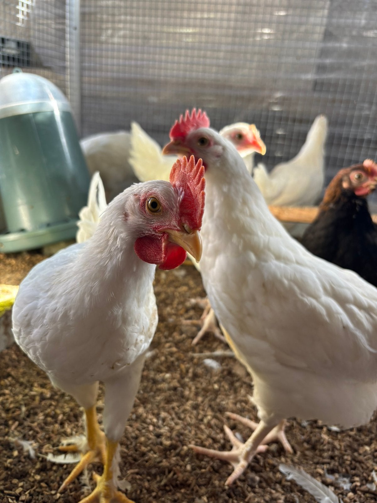 3 hanen te koop, Meerdere dieren, Kip