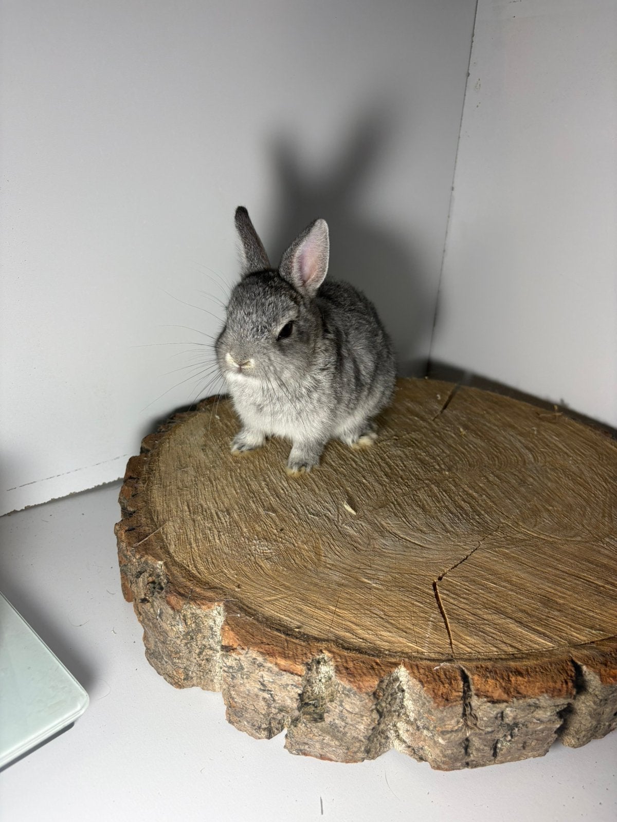 Chinchilla voedster, Vrouwelijk, Dwerg, 0 tot 2 jaar
