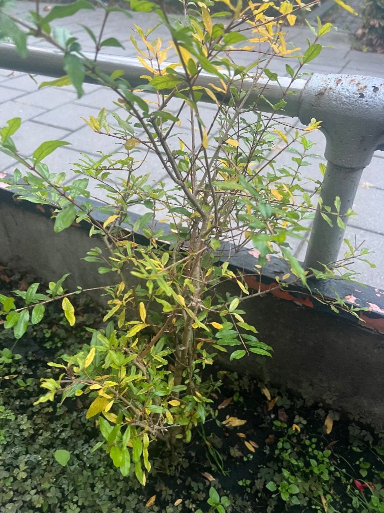 Granaatappel boom, Ophalen, Minder dan 100 cm