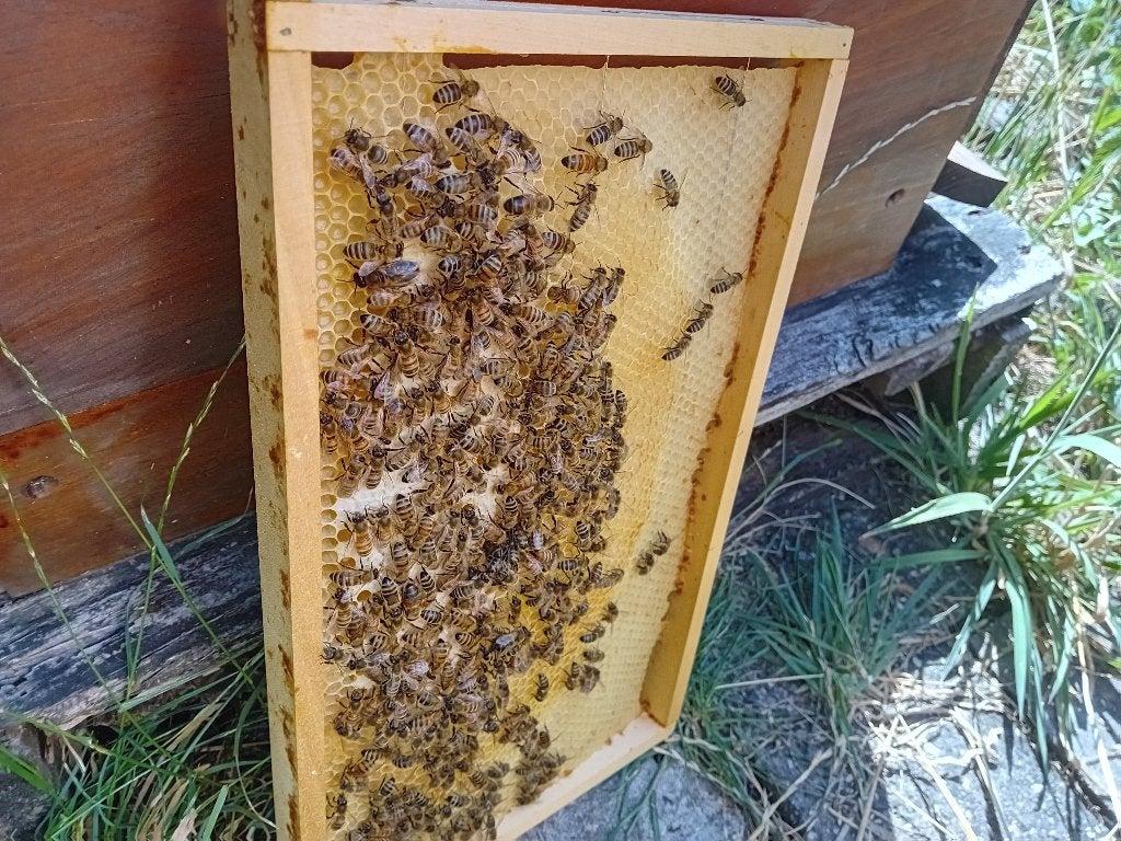 Bijenvolk te koop, Dieren en Toebehoren, Bijen