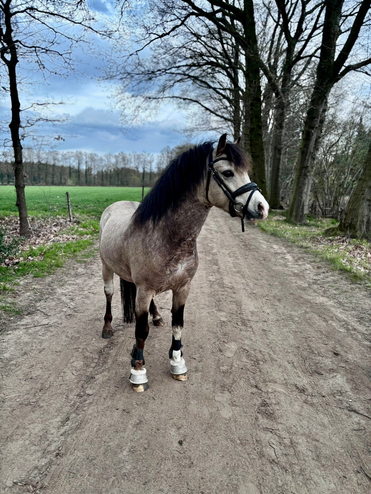 Vriendelijke goed bewegende valk Welsh pony, Met stamboom, Ruin, Dressuurpony, Zadelmak
