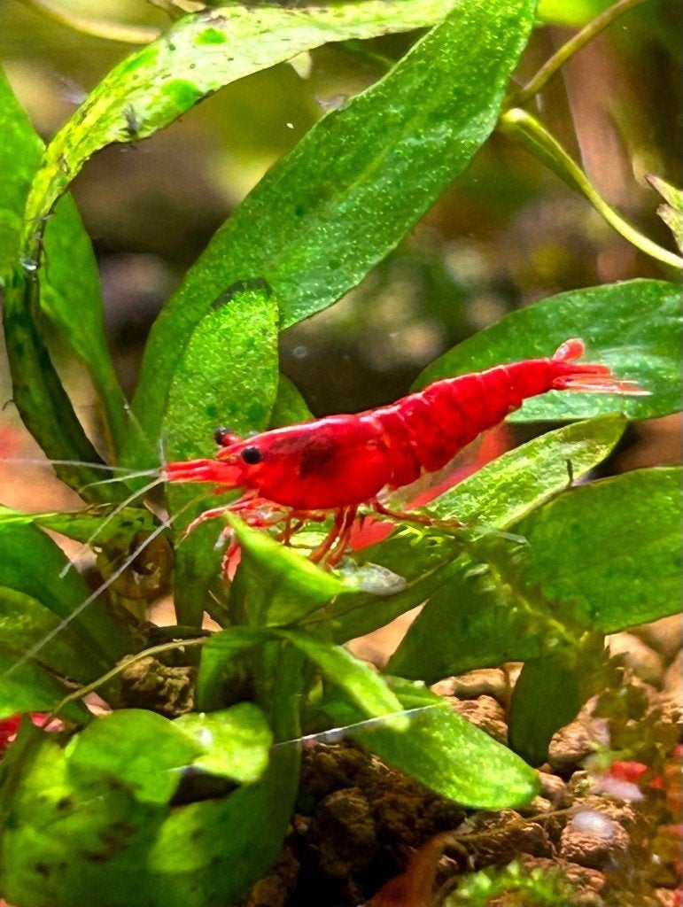 Neocaridina Davidi Bloody Mary garnalen, Dieren en Toebehoren, Kreeft, Krab of Garnaal