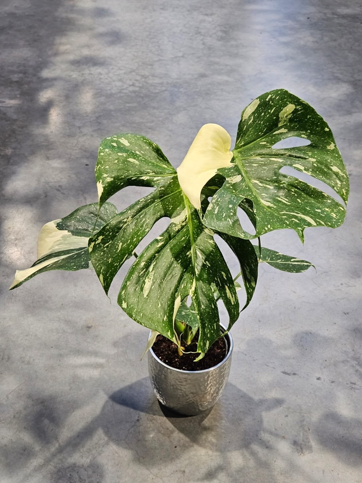 Monstera 'Thai Constellation' - Prachtige Variegata, Ophalen of Verzenden, Halfschaduw, Minder dan 100 cm