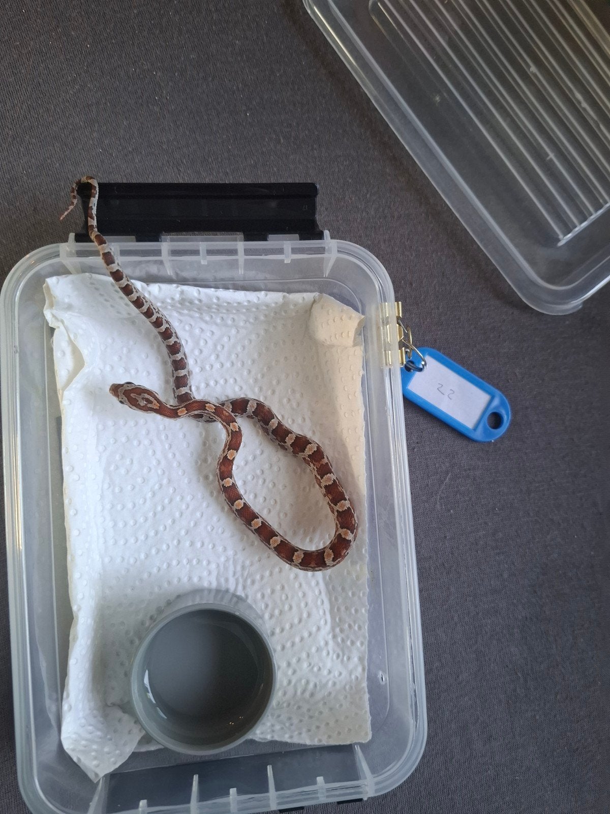 Rode rattenslangen zoeken nieuw thuis Corn Snake photo 23