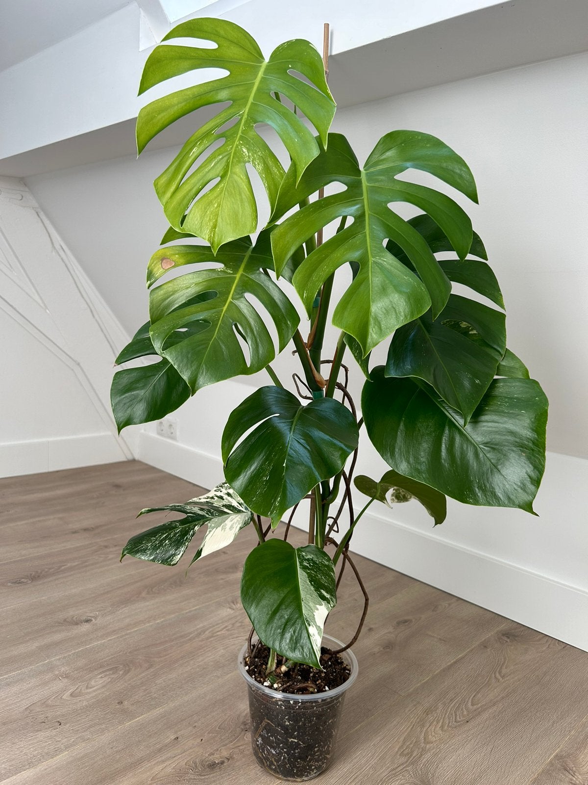 Monstera Albo Variegata #12, Ophalen, Halfschaduw, Minder dan 100 cm