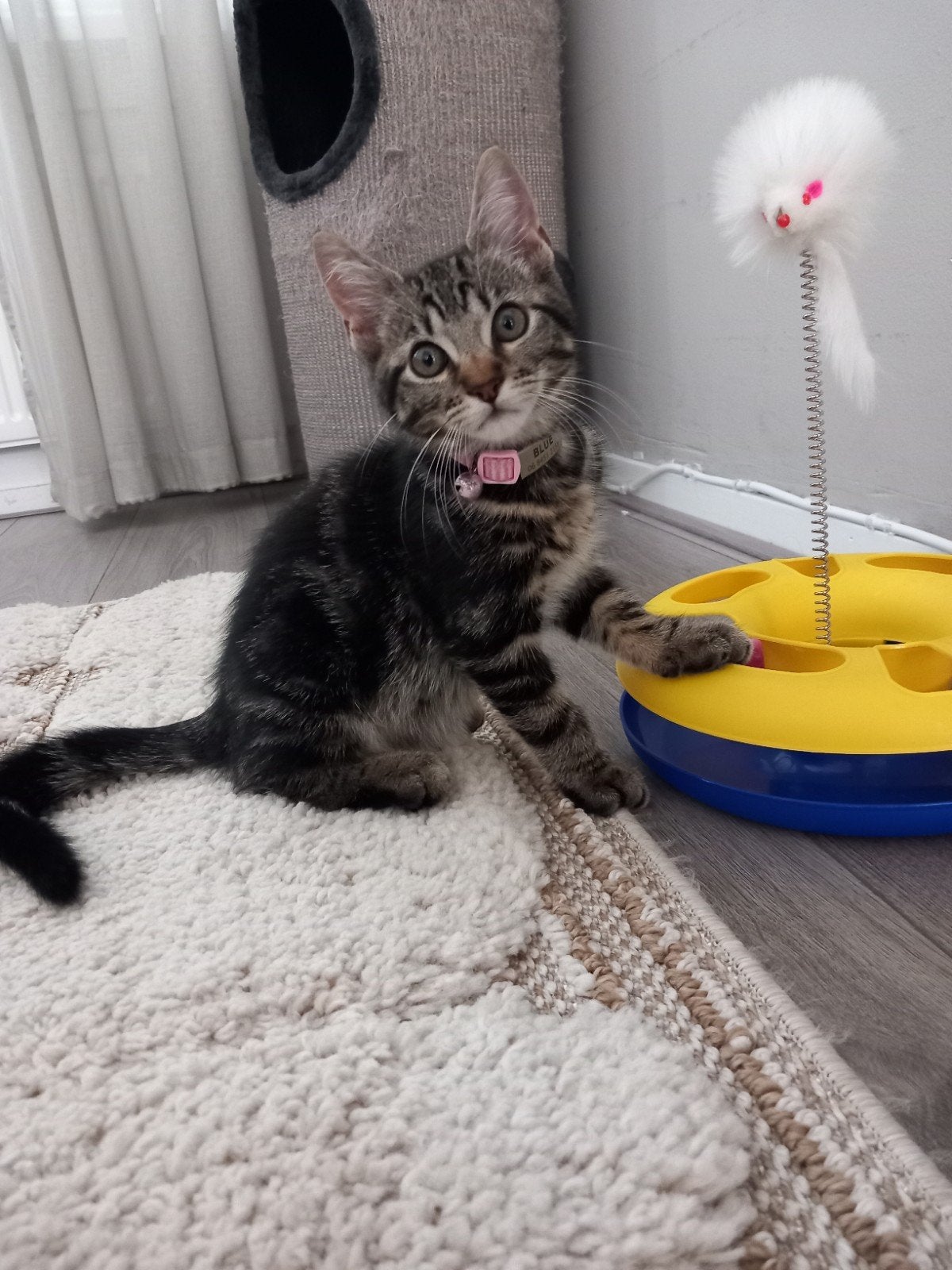 Huisje gezocht voor lief kitten, Poes