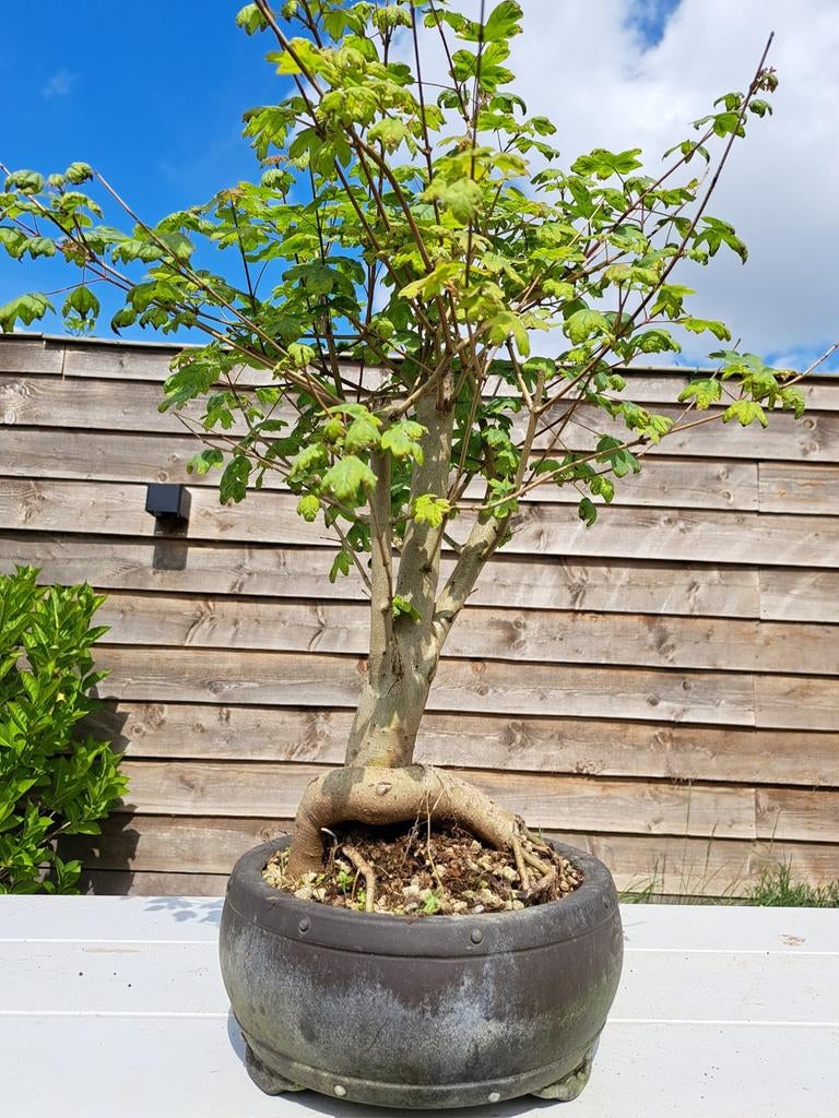Veldesdoorn Bonsai in Bonsaischaal, Vaste plant, Bloeit niet, Halfschaduw, Ophalen