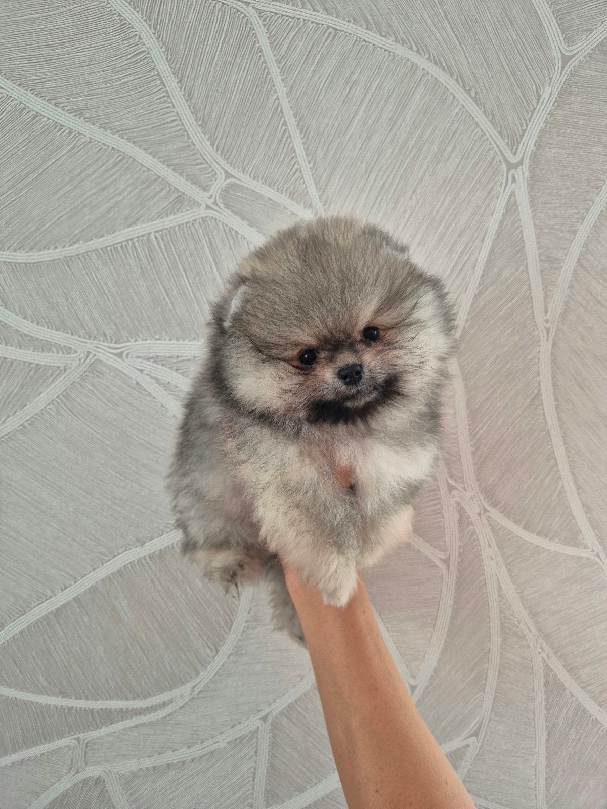 Pups beschikbaar. Raszuivere pomeranian/pomeriaan/dwergkees, Keeshond, 8 tot 15 weken, Meerdere, Meerdere dieren