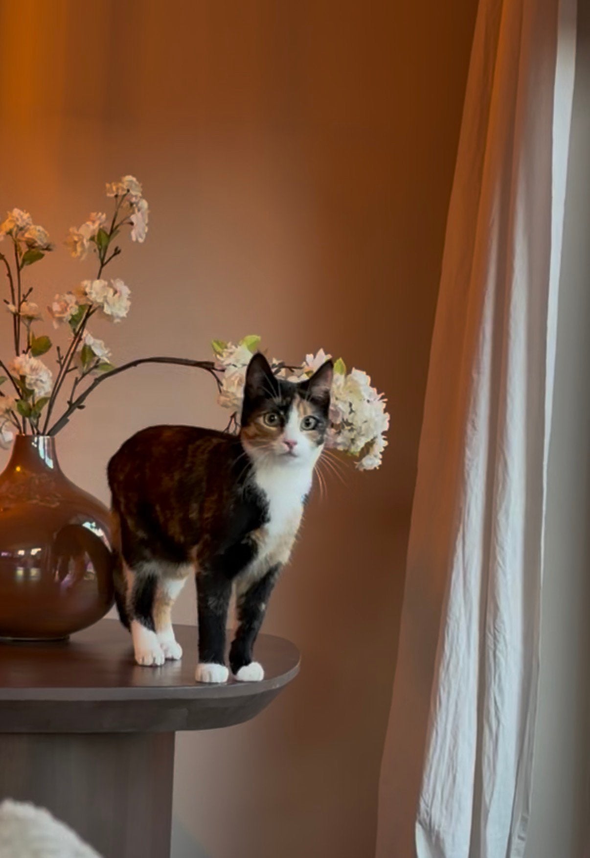 Nieuw huis voor poes Cookie, Dieren en Toebehoren, Katten en Kittens | Overige Katten, Poes