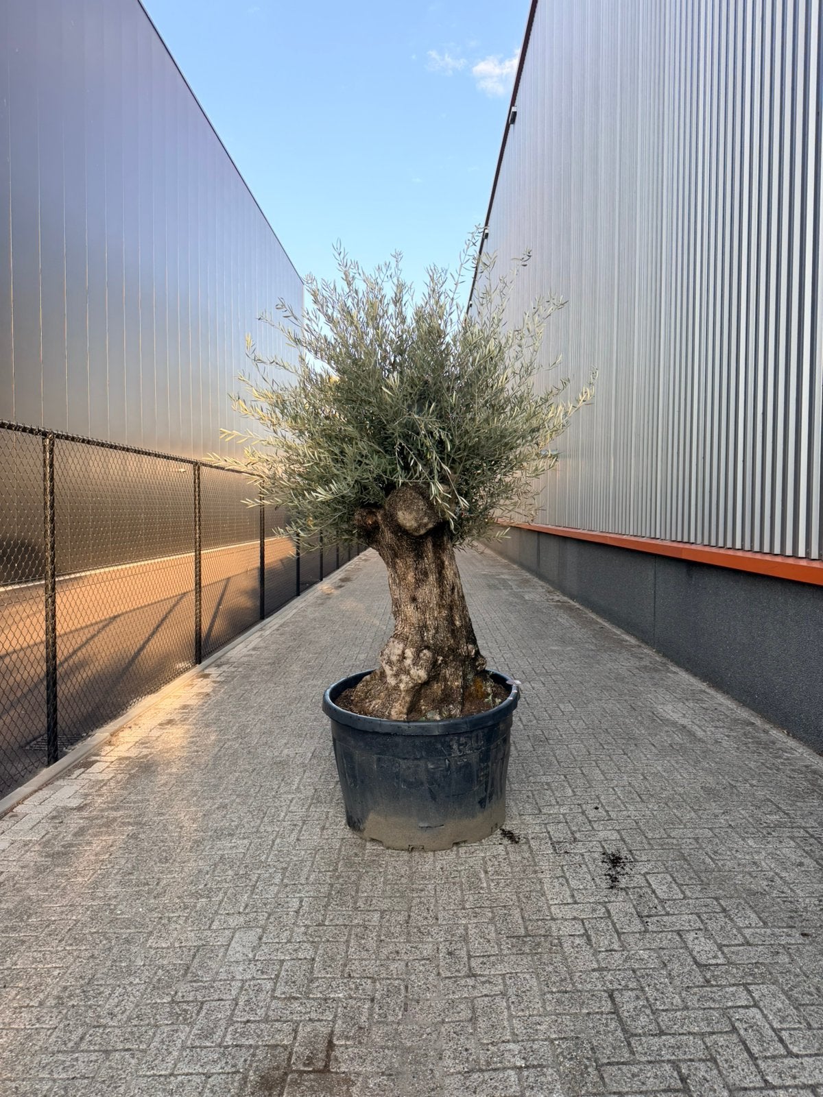 Olea europaea olijfboom 120/140 cm stamomtrek, Volle zon, Ophalen of Verzenden, 100 tot 250 cm, Olijfboom