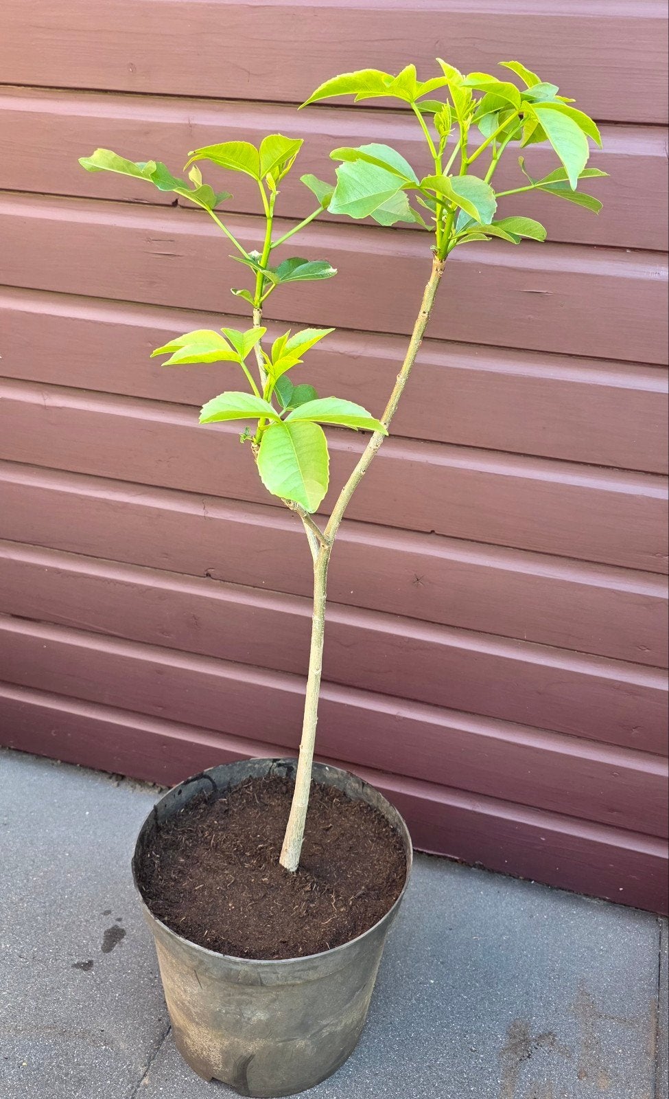 Jonge Baobab plant in pot - Ideaal voor binnen of buiten, Volle zon, Vaste plant, Bloeit niet, Ophalen