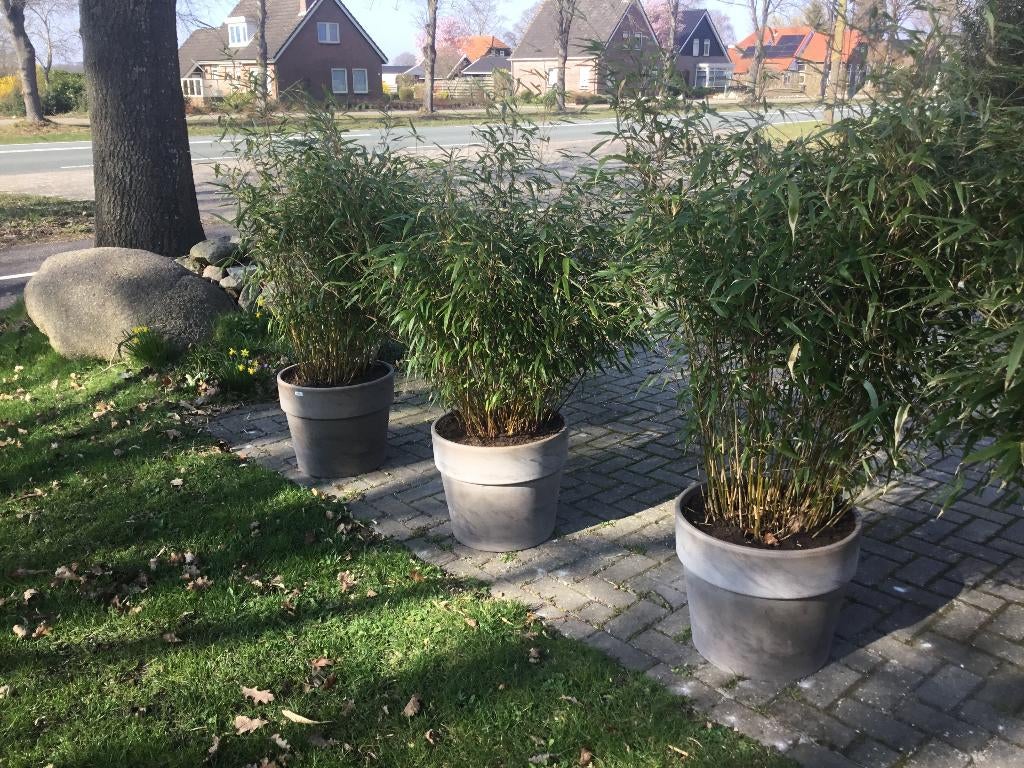 Basalt stenen sierpot 45 liter + Fargesia Robusta Formidable, Volle zon, Vaste plant, Bloeit niet, Ophalen