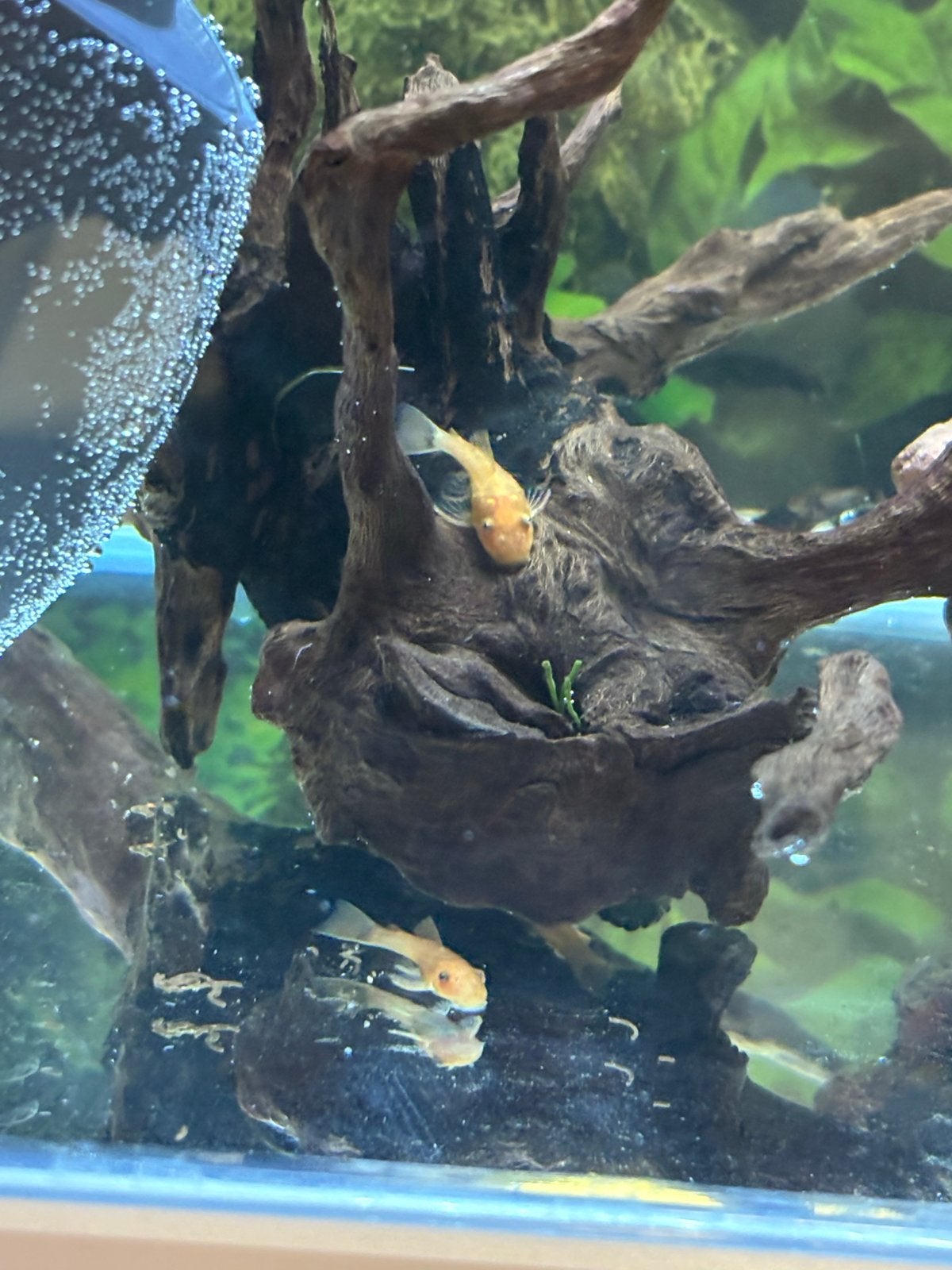 6 ancistrus red, Dieren en Toebehoren, Vis