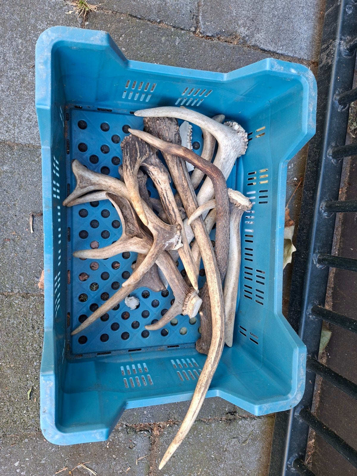 gewei stukken honden snack mesheft knutselmaterialen hert, Verzamelen, Ophalen, Hert, Gewei of Kop