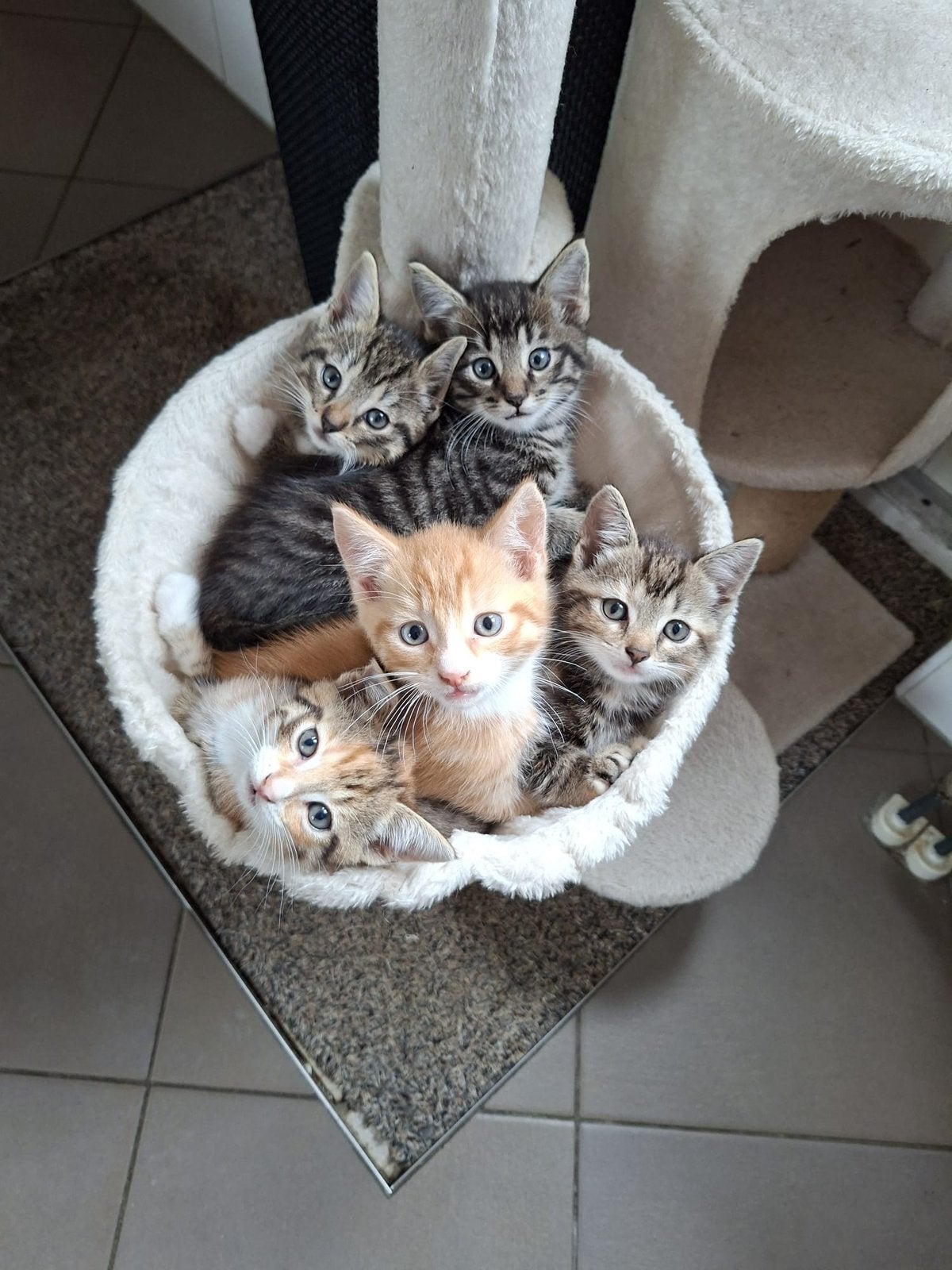 Nestje super lieve kittens, jonge poesjes, Poes