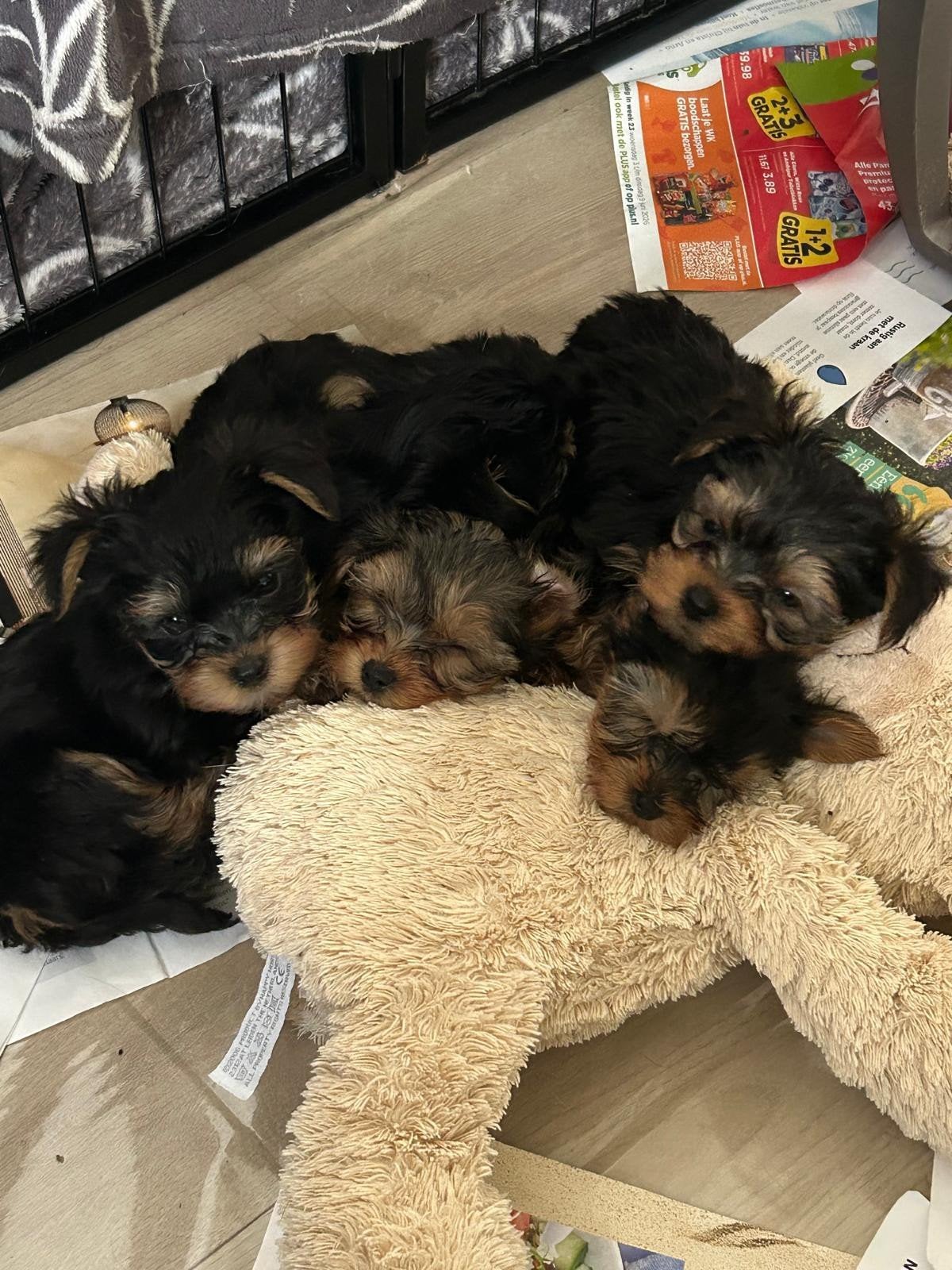 Yorkshire terrier pupjes, Dieren en Toebehoren, Honden | Jack Russells en Terriërs, Yorkshire Terriër, Meerdere, Meerdere dieren