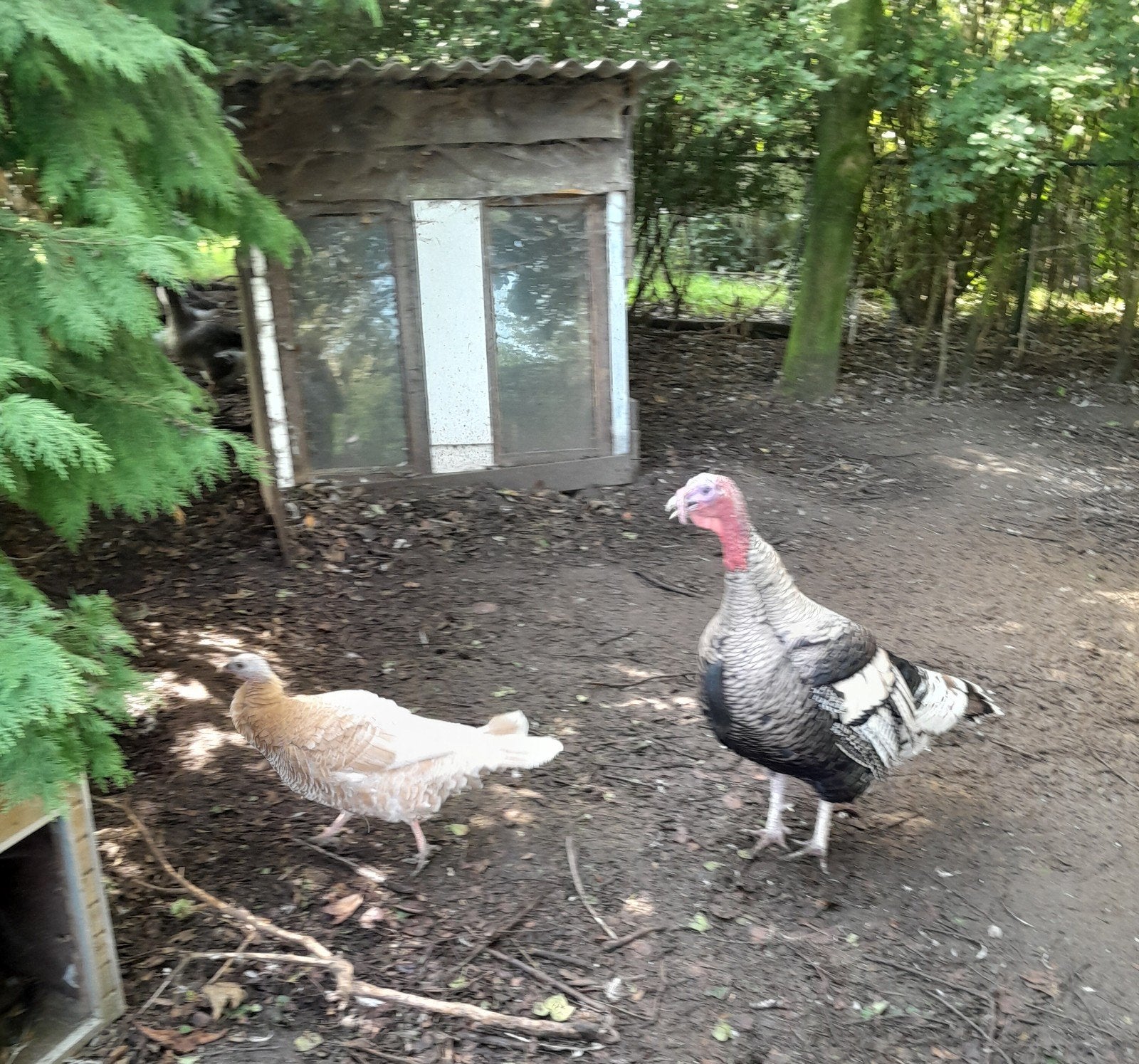 span kalkoenen, Dieren en Toebehoren, Meerdere dieren, Kalkoen